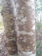 Astronium graveolens