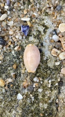 Staphylaea staphylaea