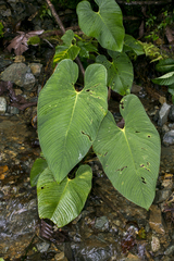Anthurium pulverulentum