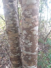 Astronium graveolens