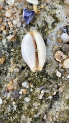 Staphylaea staphylaea