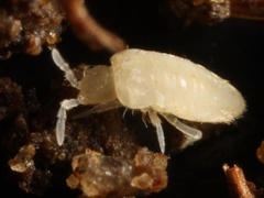 Pseudosinella rolfsi