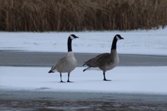 Branta canadensis parvipes