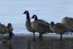 Branta canadensis parvipes