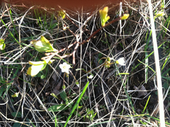 Claytonia