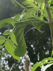 Manduca rustica