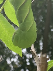 Manduca rustica