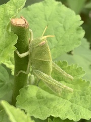 Schistocerca flavofasciata