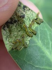 Adurgoa gonagra