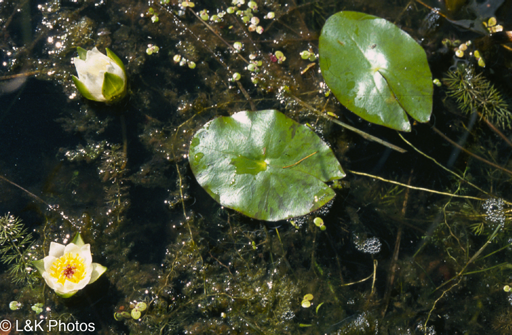 Nymphaea tetragona, Wood Buffalo, AB, Canada