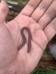 Amphisbaena