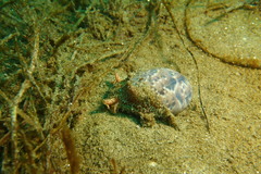 Bulla gouldiana