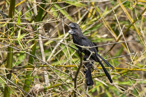 Smooth-billed Ani