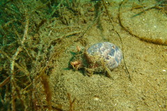 Bulla gouldiana