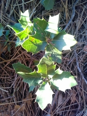 Quercus coccifera coccifera