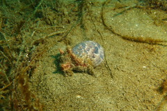 Bulla gouldiana
