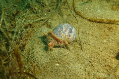 Bulla gouldiana