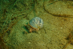 Bulla gouldiana