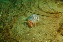 Bulla gouldiana