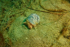 Bulla gouldiana