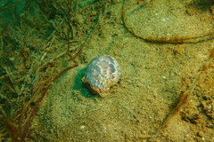 Bulla gouldiana