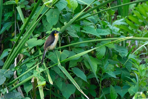 Black-capped Donacobius