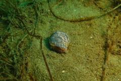 Bulla gouldiana