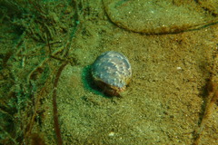 Bulla gouldiana