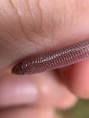 Amphisbaena