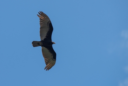 Lesser Yellow-headed Vulture