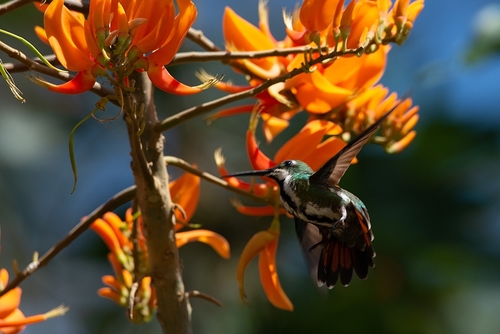 Black-throated Mango