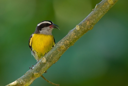 Bananaquit