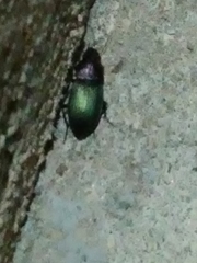Neoaulacoryssus speciosus