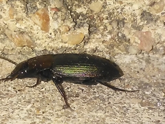 Neoaulacoryssus speciosus