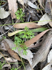 Xanthosia dissecta