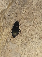 Neoaulacoryssus speciosus