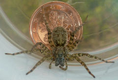 Arctosa maculata