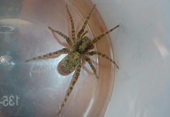 Arctosa maculata