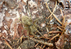 Arctosa maculata