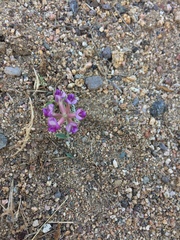 Astragalus tephrodes