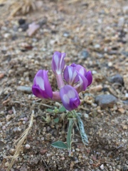 Astragalus tephrodes
