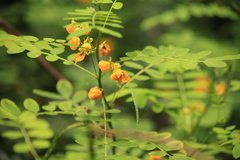 Senna acclinis