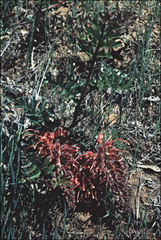 Grevillea bipinnatifida
