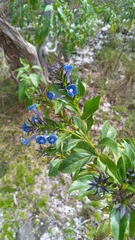 Stachytarpheta glabra