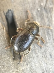 Eleodes littoralis