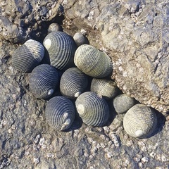 Nerita scabricosta