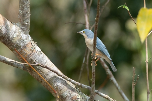 Hooded Tanager
