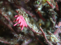 Okenia atkinsonorum
