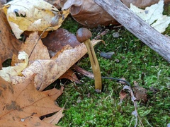 Tolypocladium longisegmentatum