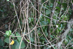 Pheugopedius rutilus